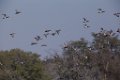 Mixed Ducks 2016-02-13_8 (6)